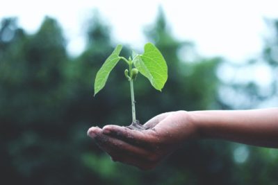 A plant growing in a hand to represent the nurturing necessary for the process of science content writing.